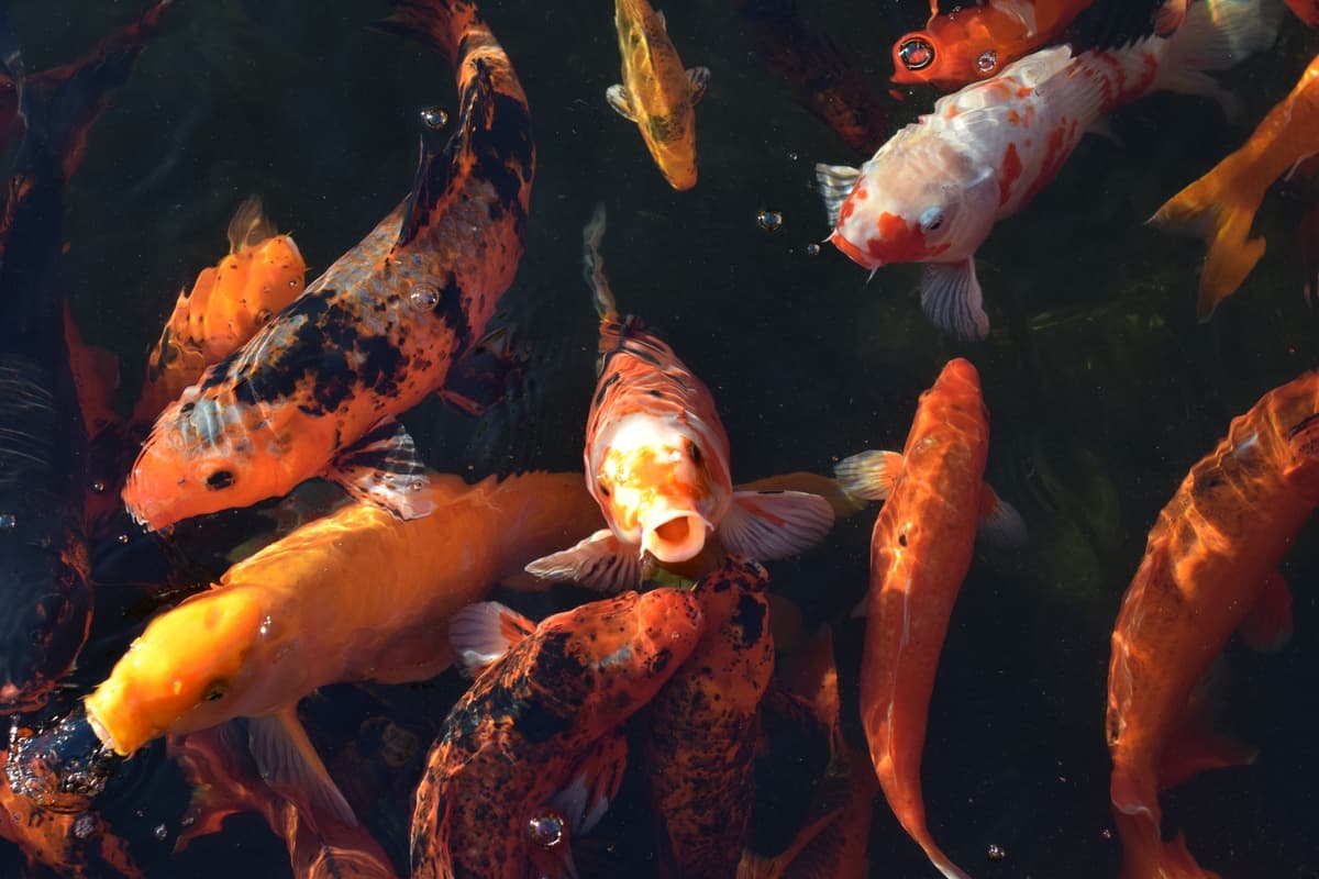 Acquaponica
